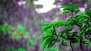 luvia