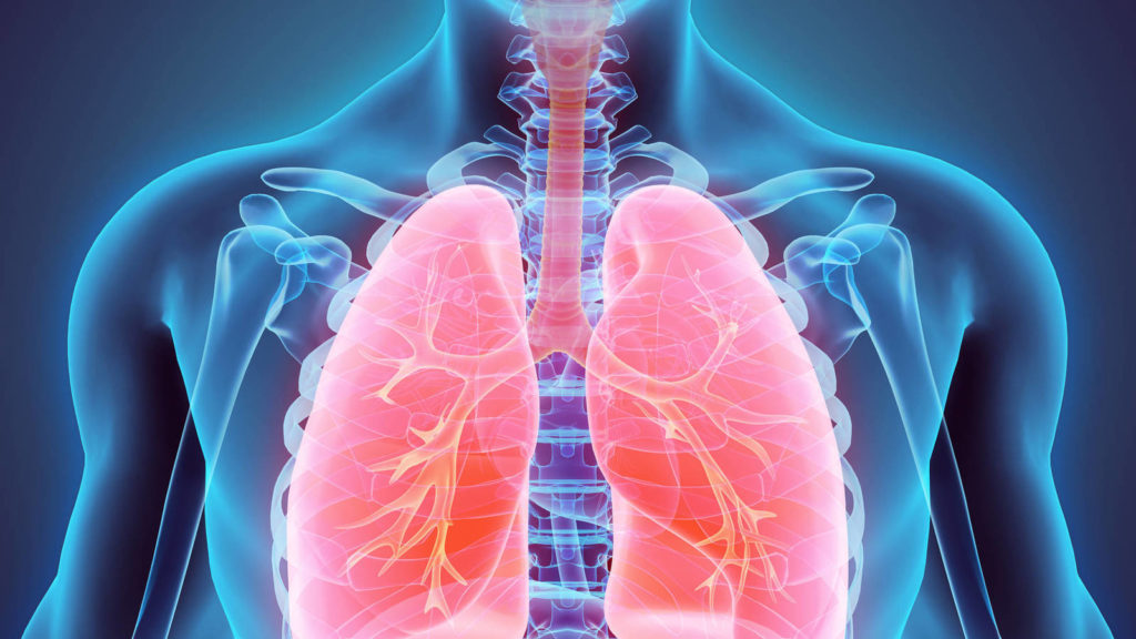 pulmones