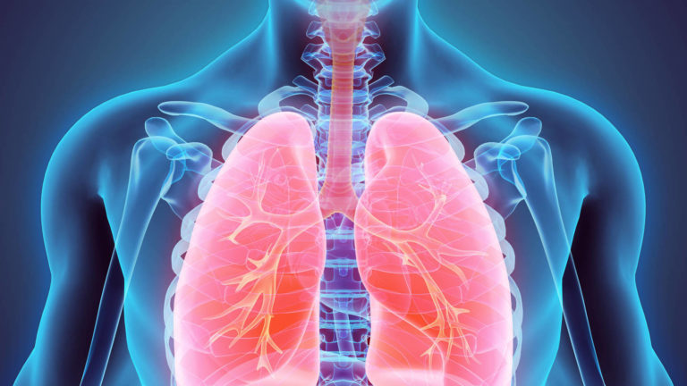 pulmones