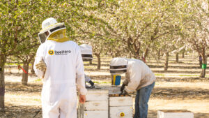 Startup israelí crea sistema de monitoreo de panales de abejas