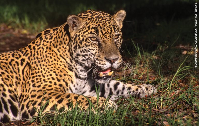 AJEMEX apoya la conservación del jaguar junto a Naturalia A.C.