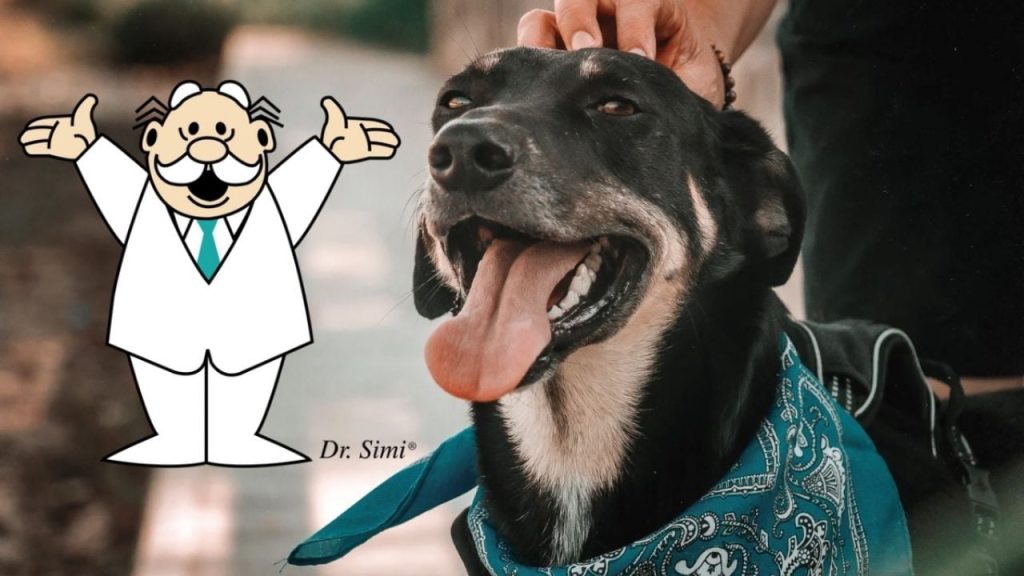Inicia Víctor González Herrera campaña de adopción animal temporal