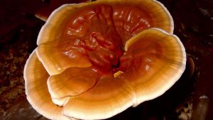 La Cosmopolitana impulsa consumo vegetal por sustentabilidad