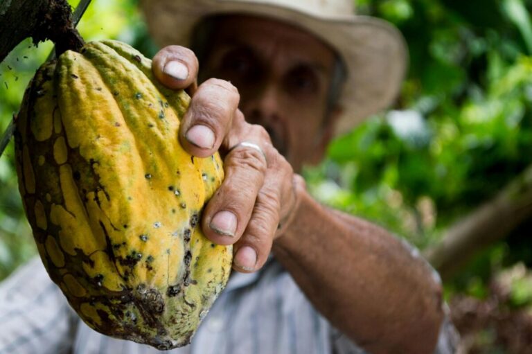 Encuentro Nacional de cacao sostenible en Tabasco con innovación agrícola y colaboración internacional