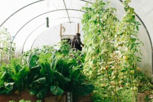 Agtech summit en León reúne innovación agrícola y sostenibilidad en México