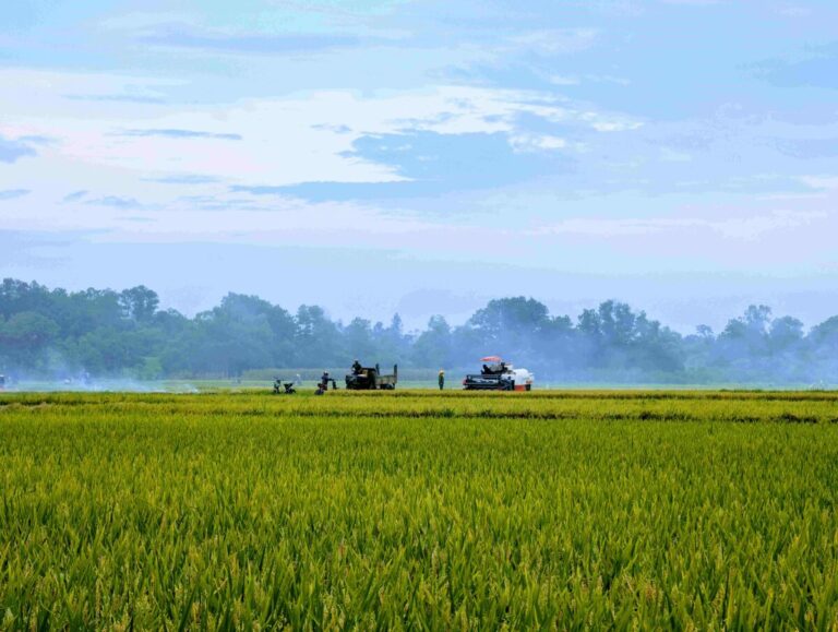 Innovación en agricultura digital con sensores y robots sembradores en México