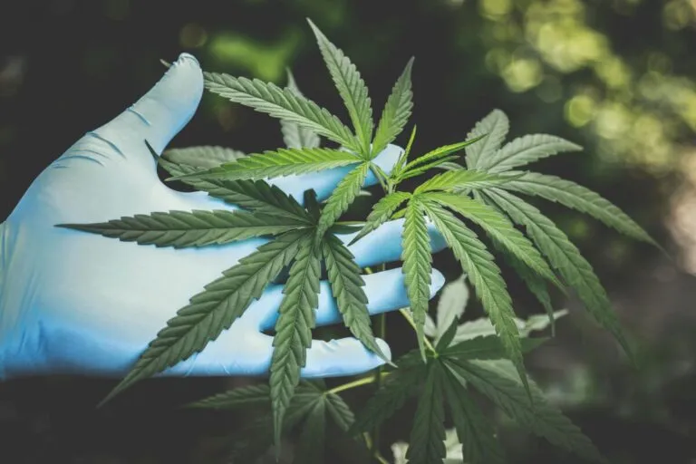 Planta de cannabis en Nueva York operada por Highline Environmental con equipos industriales modernos