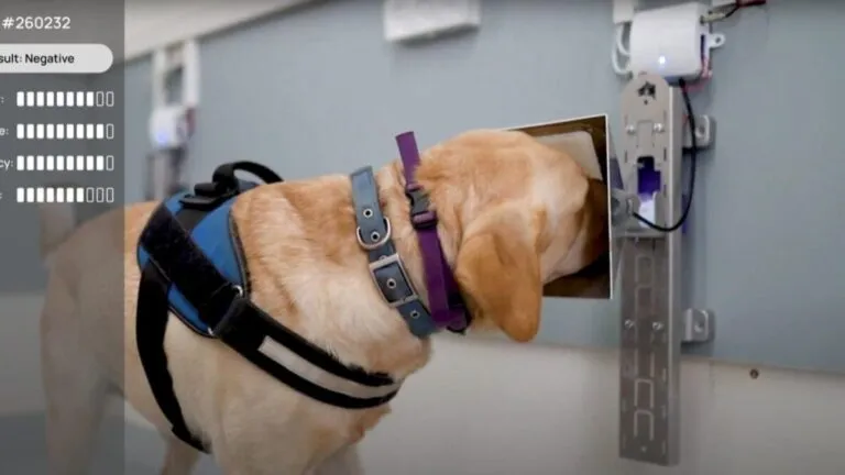 Startup SpotitEarly en Estados Unidos combina inteligencia artificial y perros entrenados para mejorar la detección temprana de cáncer