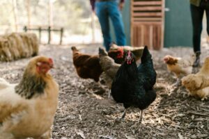Gallinas libres en granja moderna en México