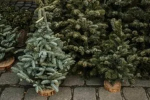 Árbol de Navidad natural en vivero mexicano con impacto económico y ambiental