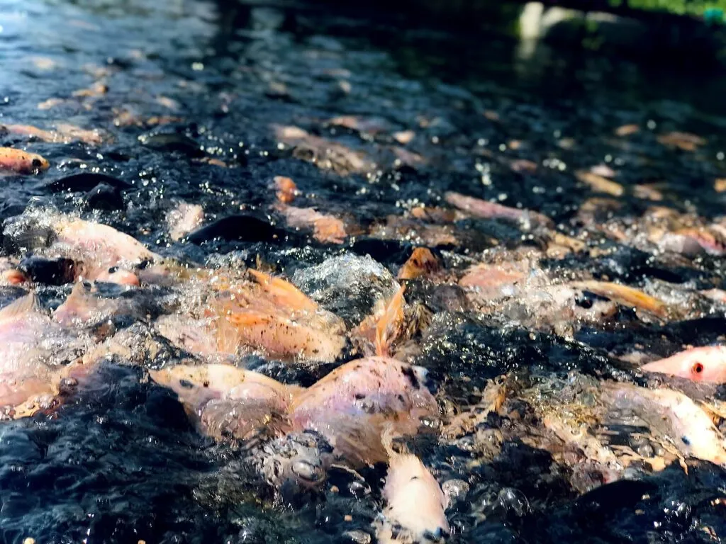 Jóvenes en zonas rurales de El Paraíso trabajan en proyectos acuícolas tecnificados de tilapia