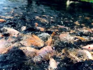 Jóvenes en zonas rurales de El Paraíso trabajan en proyectos acuícolas tecnificados de tilapia