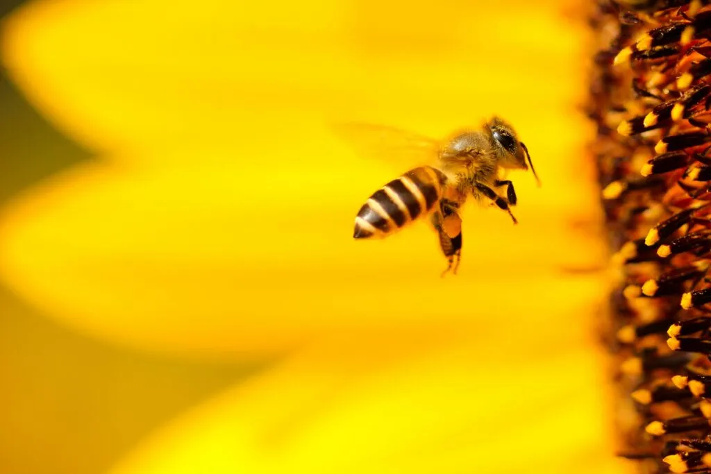 Abeja de Beeflow polinizando cultivos agrícolas, tecnología argentina para aumentar productividad agro global