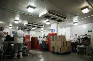 Colaboradores adultos mayores de Grupo Kosmos participando en procesos operativos.