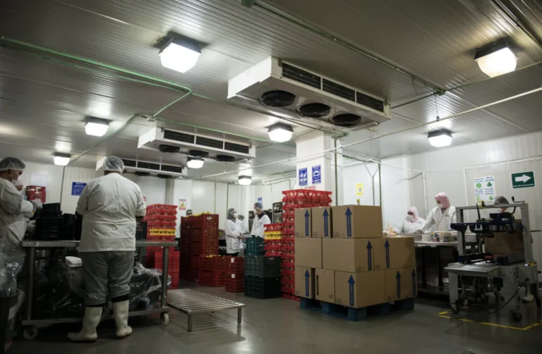 Colaboradores adultos mayores de Grupo Kosmos participando en procesos operativos.