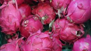 Tecnología israelí preserva calidad de pitaya exportada desde Ecuador a mercados internacionales