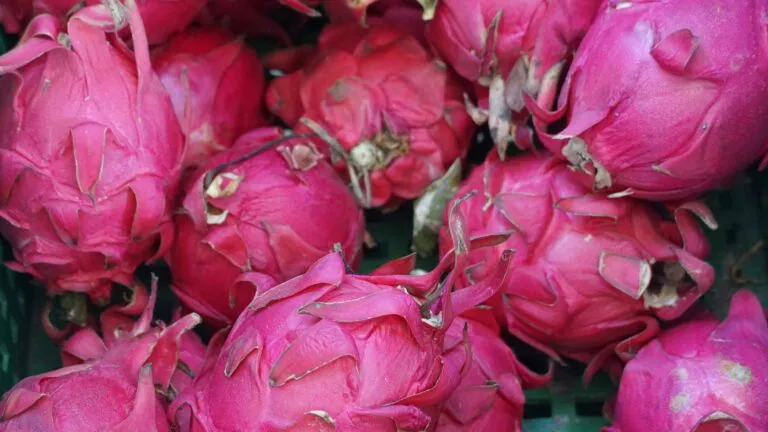 Tecnología israelí preserva calidad de pitaya exportada desde Ecuador a mercados internacionales