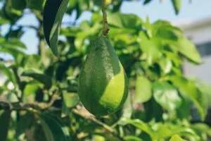 Aguacates listos para exportación desde México hacia Asia y Canadá por Calavo Growers