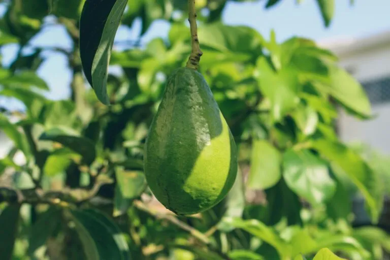 Aguacates listos para exportación desde México hacia Asia y Canadá por Calavo Growers