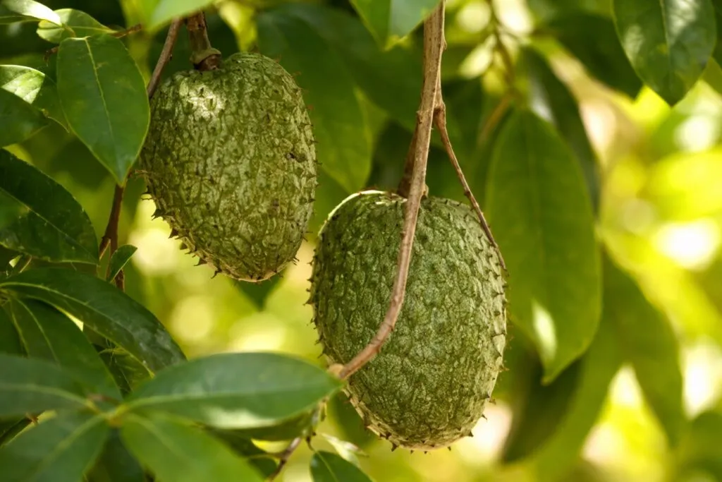 Imagen fotorealista de guanábanas verdes creciendo en árbol, representando la nueva variedad Perla-AM en México
