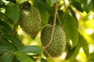 Imagen fotorealista de guanábanas verdes creciendo en árbol, representando la nueva variedad Perla-AM en México