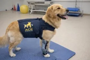 Animal con dispositivo ortopédico impreso en 3D diseñado con IA para mejorar movilidad y bienestar animal