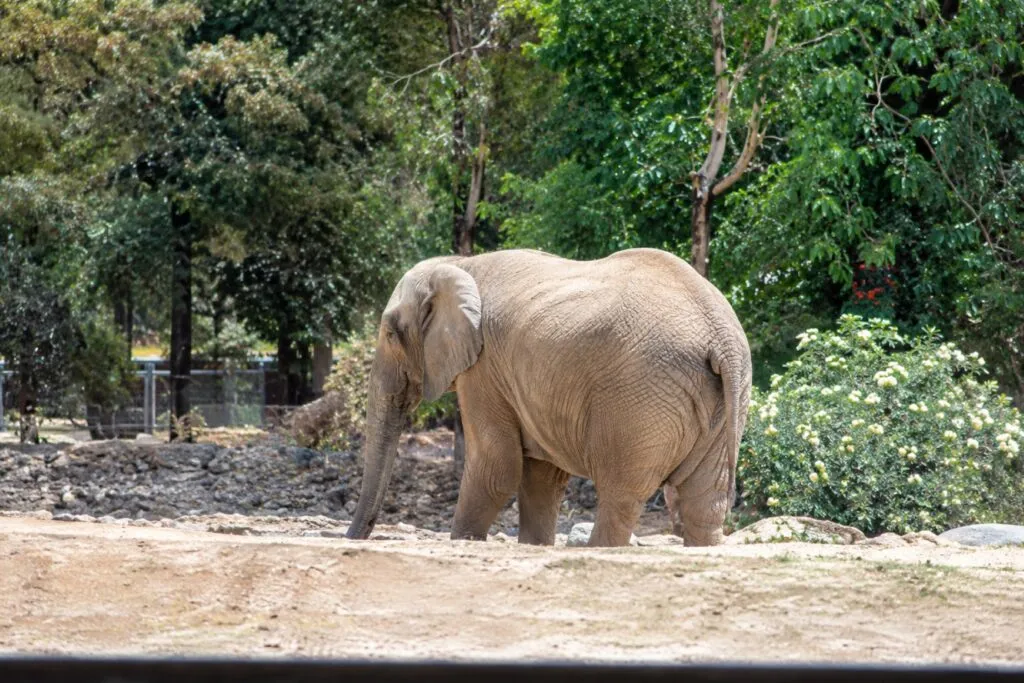 Zoo León con nuevos hábitats, tecnología y experiencias inmersivas para visitantes en Guanajuato