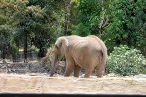 Zoo León con nuevos hábitats, tecnología y experiencias inmersivas para visitantes en Guanajuato