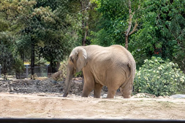Zoo León con nuevos hábitats, tecnología y experiencias inmersivas para visitantes en Guanajuato