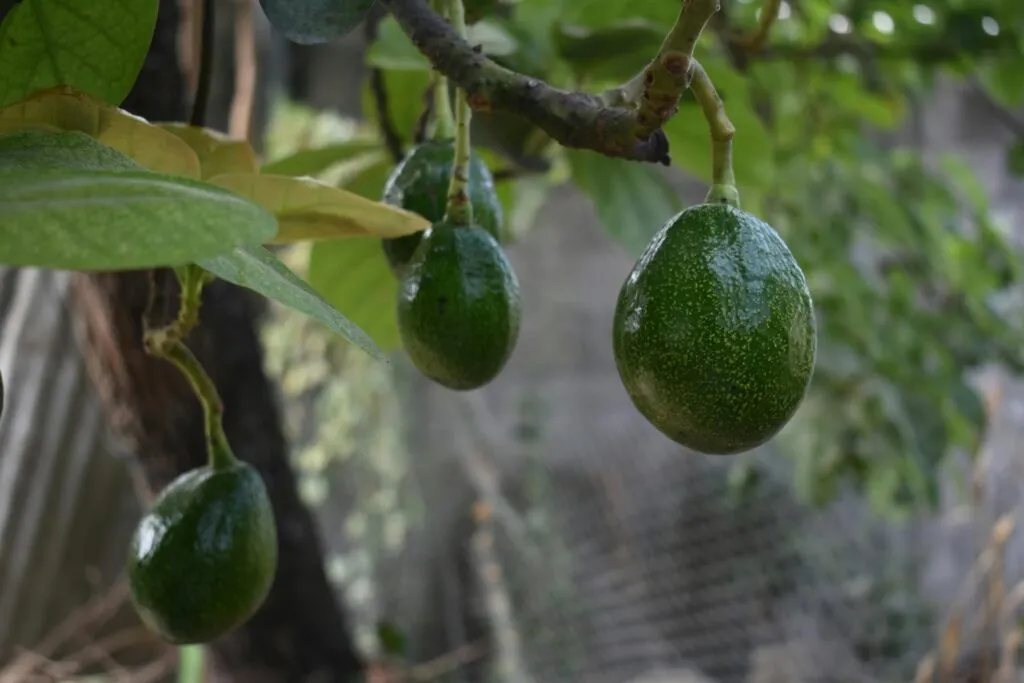 Aguacate Franja Michoacán con protección de origen para fortalecer exportación agrícola mexicana