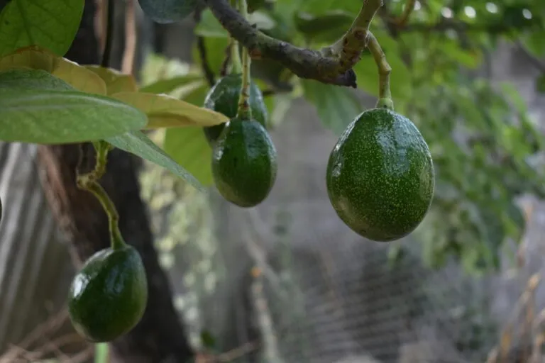 Aguacate Franja Michoacán con protección de origen para fortalecer exportación agrícola mexicana