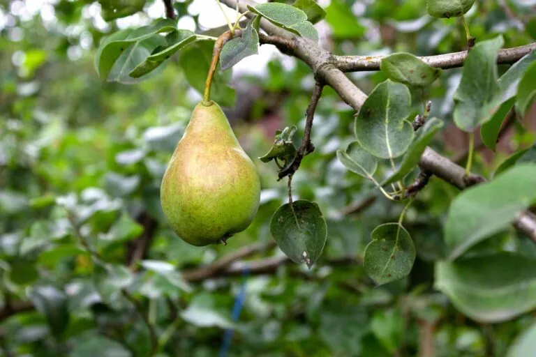 Innovación en fruta con nuevo centro en España para investigación aplicada y tecnología agrícola sostenible
