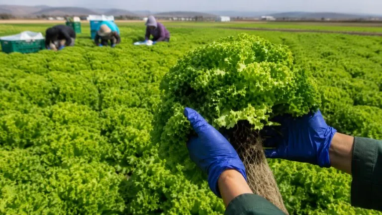 Productores agrícolas durante una inspección sanitaria relacionada con el sector agroalimentario mexicano y la seguridad alimentaria.