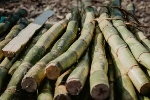 Exportación de azúcar de México con aumento de envíos a Estados Unidos y mayor ingreso para productores cañeros.