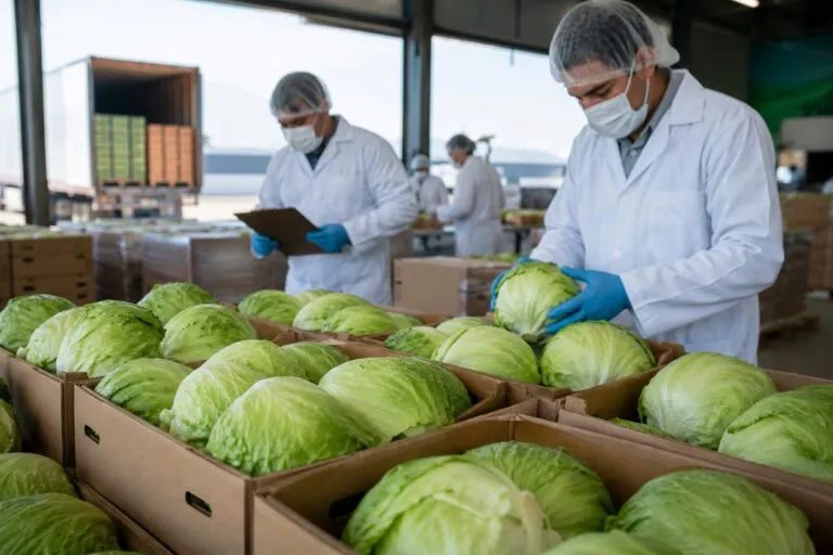 Lechuga mexicana bajo revisión tras brote de Cyclospora en Estados Unidos e investigación sanitaria.