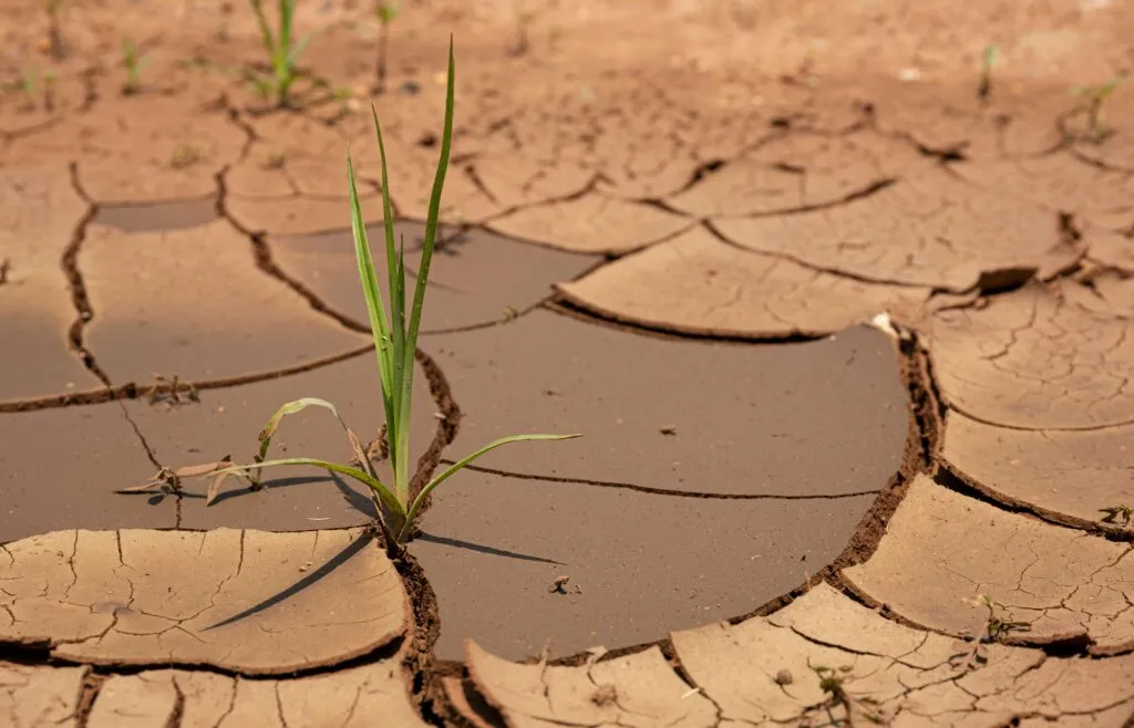 Startups agtech desarrollan tecnología agrícola para modernizar el campo mexicano y optimizar el uso del agua.