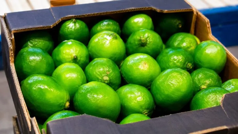 Limón persa de Veracruz exportado a Rusia en primer envío de 21 toneladas desde México