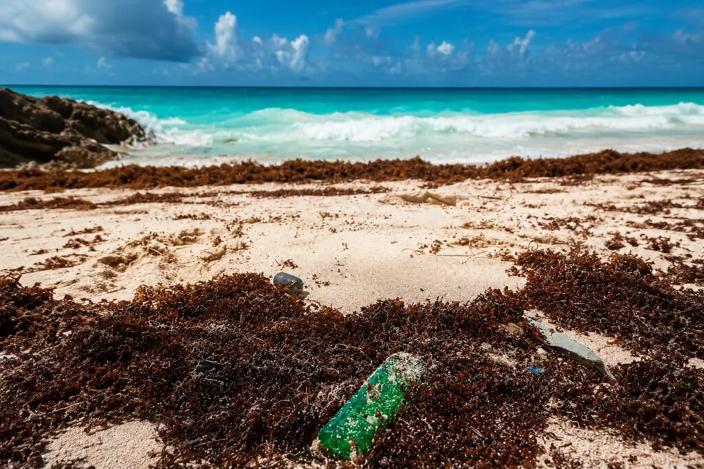 Sargazo en Tulum provoca caída del turismo y ventas en Quintana RooSargazo en Tulum provoca caída del turismo y ventas en Quintana Roo