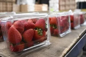 Productos michoacanos preparados para exportación con beneficios comerciales del T-MEC y acceso al mercado estadounidense.