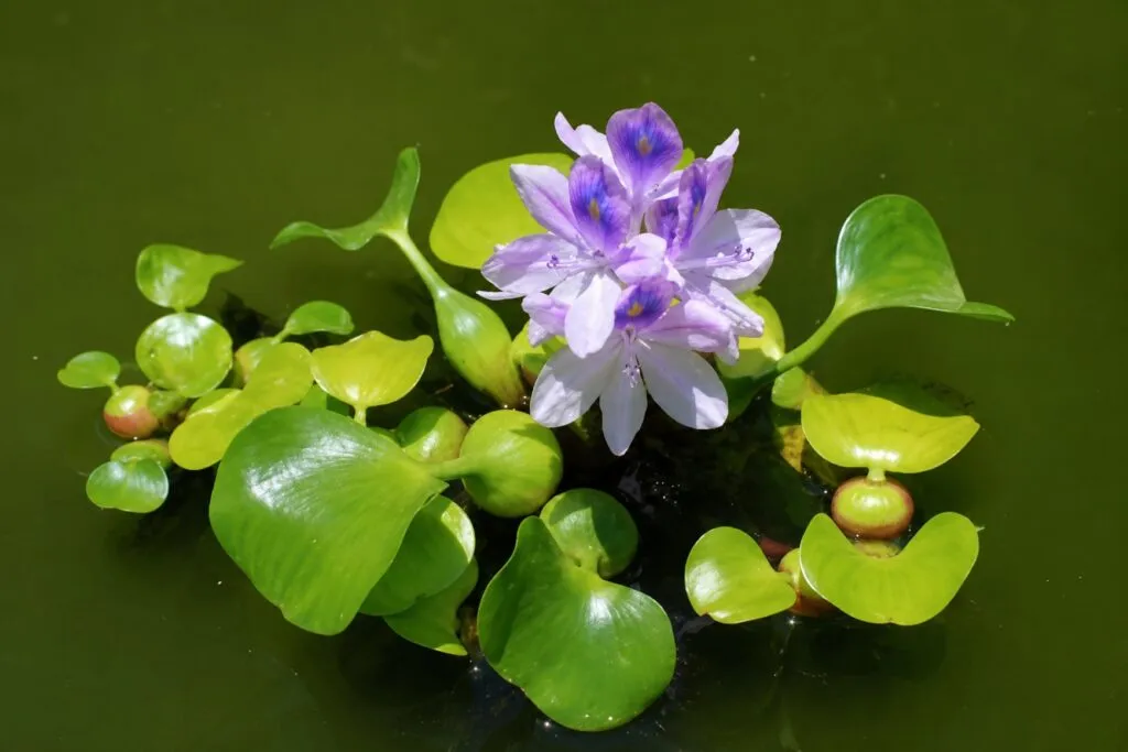 Productos artesanales elaborados con fibras de lirio acuático como ejemplo de emprendimiento sustentable