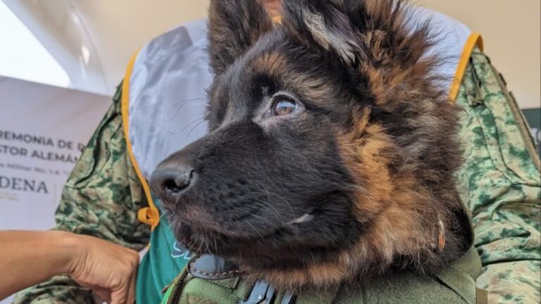 xArkadas, pastor alemán donado por Turquía a México tras la muerte del perro rescatista Proteo.