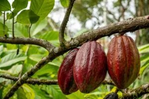 Cacao Chiapas aporta producción nacional y fortalece la economía rural de México.
