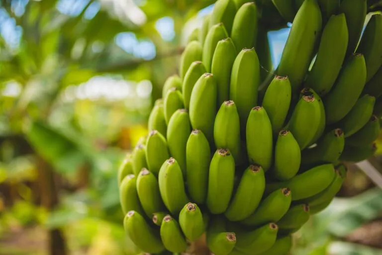 Precio del plátano cae en Tabasco y genera presión económica para productores y pequeños negocios