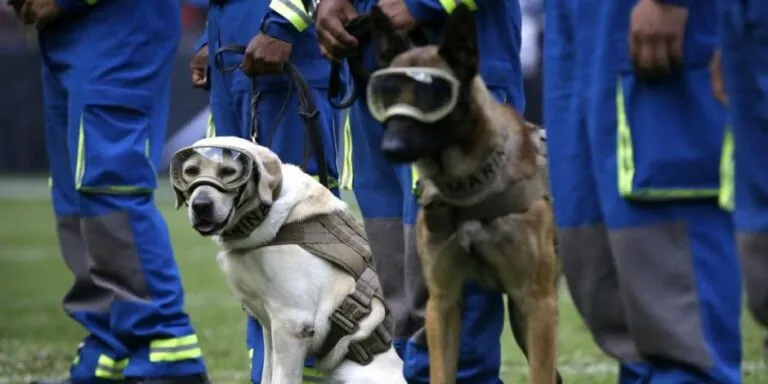 Sus goggles, botas y chalecos se volvieron reconocibles después de grandes desastres, pero detrás de las imágenes virales existen años de entrenamiento, manejadores especializados y una relación entre humano y perro que explica por qué México habla de binomios caninos