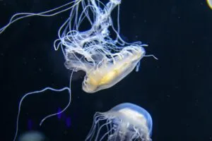 Medusas comestibles procesadas en Tailandia para desarrollar nuevos alimentos y ampliar su mercado internacional