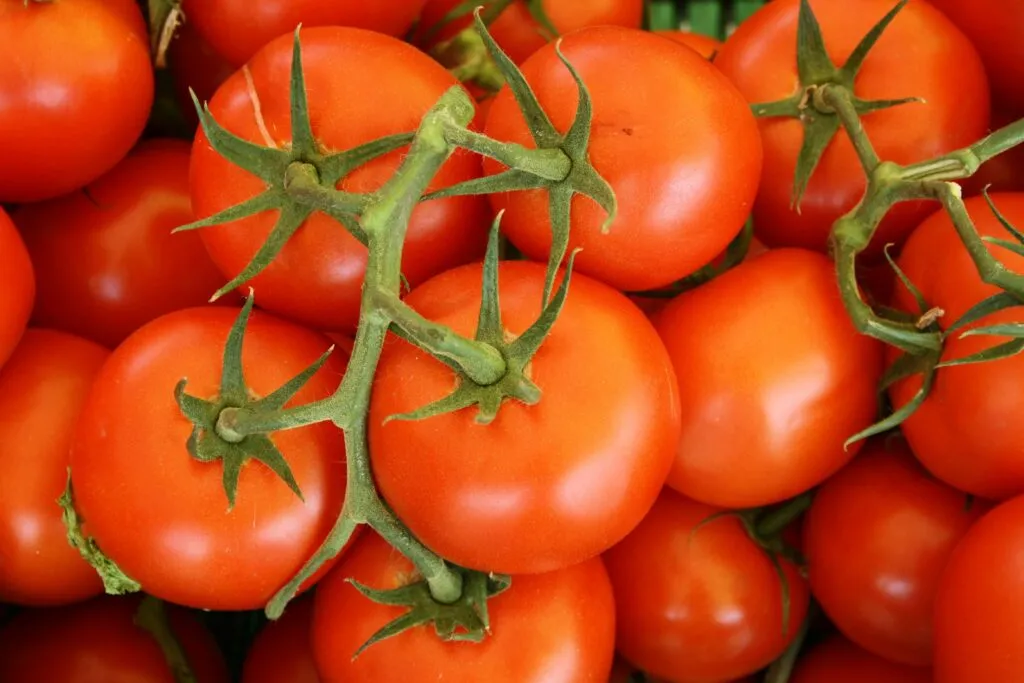 Feria del Jitomate en Los Pinos con semillas criollas, gastronomía y productos elaborados por agricultores mexicanos.