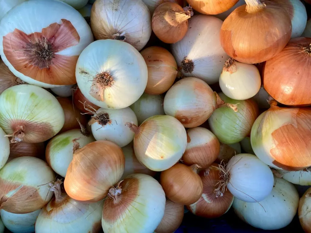 Precio de la cebolla en México presiona costos de hogares y pequeños negocios de alimentos