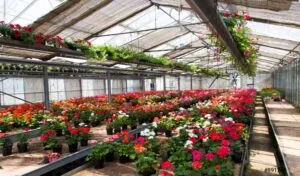 Centros de jardinería modernizan su gestión y utilizan tecnología para mejorar ventas, inventarios y experiencia de compra.