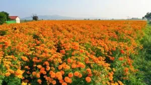 Cultivos de cempasúchil naranja y amarillo en un vivero de Morelos preparados para su comercialización durante el Día de Muertos.