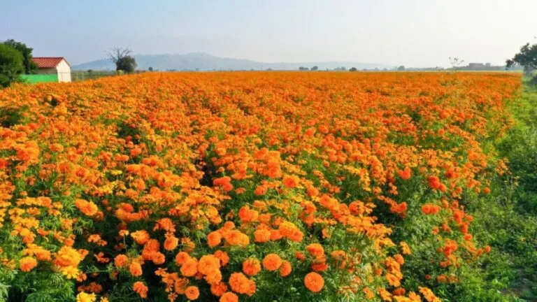 Cultivos de cempasúchil naranja y amarillo en un vivero de Morelos preparados para su comercialización durante el Día de Muertos.